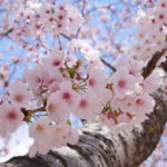 <span class="title">宮城県の桜が綺麗な名所から穴場までおすすめお花見スポット20選！</span>